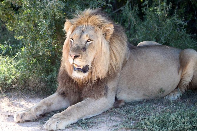 5 Day Cape to Addo Safari - Garden Route Small Group Tour - Included vs optional: choose your own intensity level