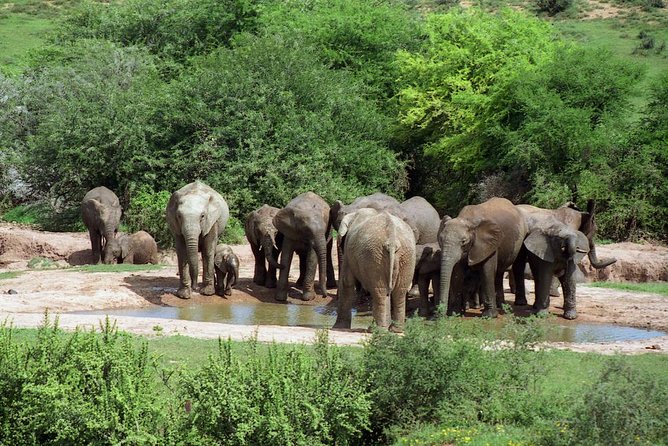 5 Day Cape to Addo Safari - Garden Route Small Group Tour - Day 3: Tsitsikamma walks, optional Bloukrans Bridge adrenaline, and Jeffreys Bay beach time
