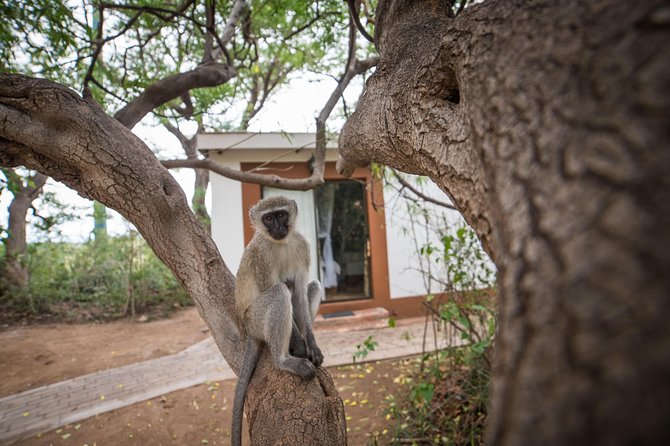5 Day Classic Kruger National Park Safari - Moholoholo Rehabilitation Centre: why it fits into a safari that’s about animals