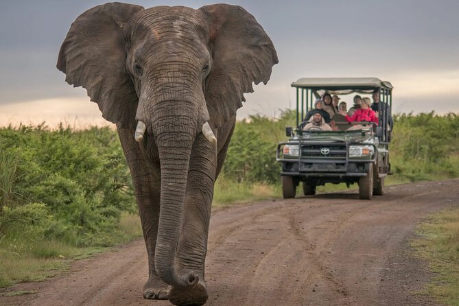 5 Day Garden Route and Addo Safari - Best of South Africa Small Group Tour - Oudtshoorn: ostrich farms, Cango Caves, and the Klein Karoo shift