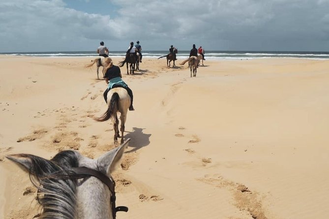 5 Day Garden Route and Addo Safari - Best of South Africa Small Group Tour - Addo Elephant National Park: your included safari block