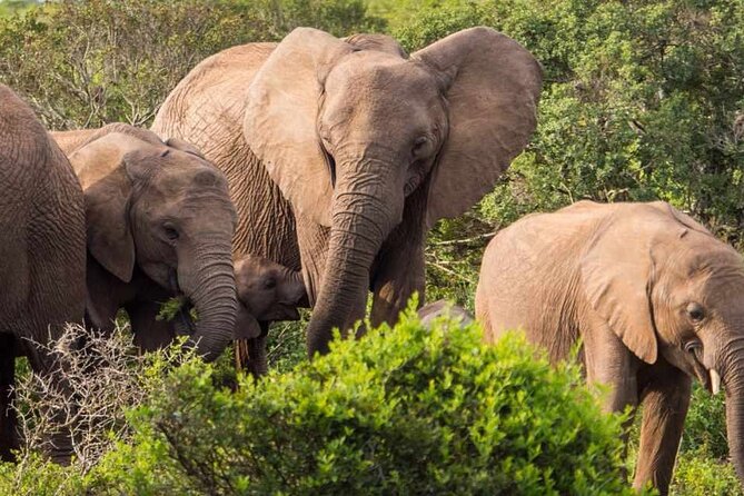 5 Day Garden Route and Addo Safari - Best of South Africa Small Group Tour - Tsitsikamma and Bloukrans Bridge: optional adrenaline plus real forest time