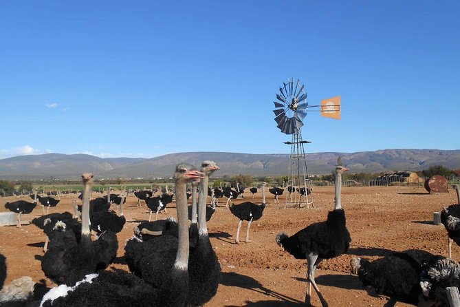 5 Day Garden Route and Addo Safari - Best of South Africa Small Group Tour - Cape Town pickup and the Route 62 wine tasting start