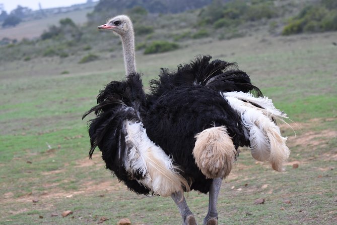 5 Day Garden Route Tour and Addo Elephant National Park - Day 3: Tsitsikamma’s Storms River Mouth walk and the push into Addo elephants