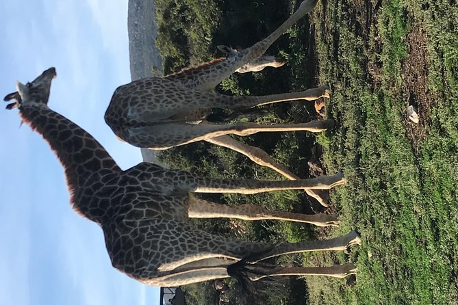 5 Day Garden Route Tour and Addo Elephant National Park - Price and logistics: what you truly pay for, and what to budget for
