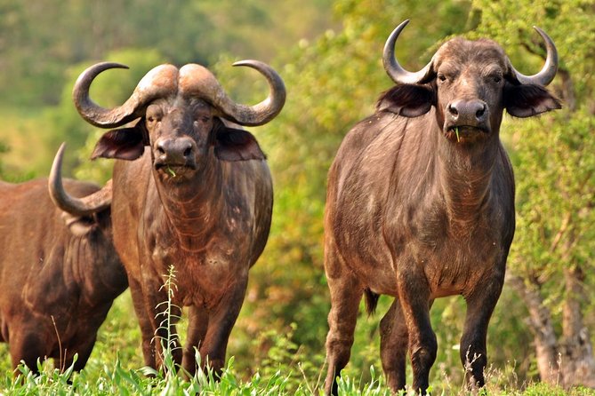 5 Day Kruger National Park and Panorama Route Safari - Price and What You Get for $914.58