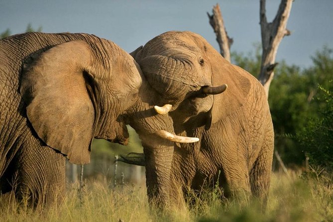5 Day Kruger National Park and Panorama Route Safari - Day 2 and Day 4: Full Days in the Skukuza Area
