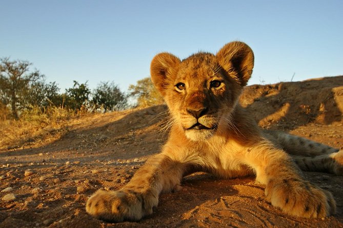 5 Day Kruger National Park and Panorama Route Safari - Open-Sided Vehicles and Your Best Shot at the Big Five