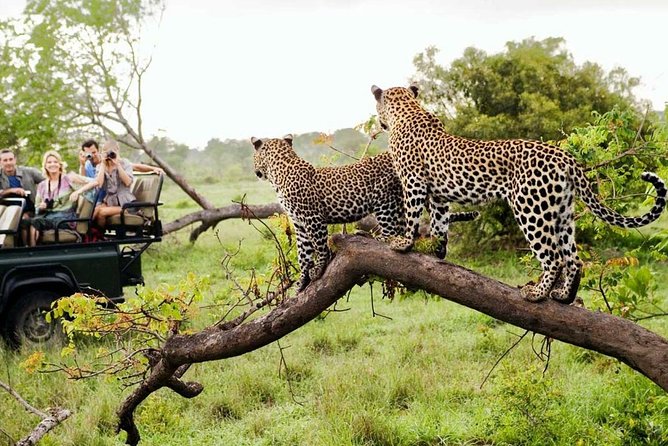 5 Day Kruger National Park and Panorama Route Safari - Getting From OR Tambo to Kruger, with Real-Time Timing Details
