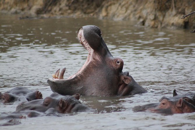 5 Day Kruger National Park tour - Day 3: Moholoholo rehab and Blyde River Canyon in one day