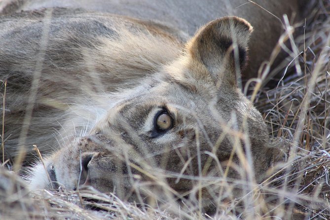 5 Day Kruger National Park tour - Day 5: A nature walk, then back to Johannesburg