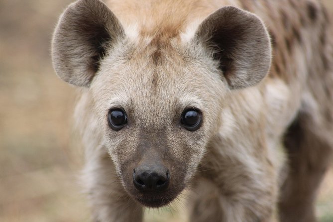 5 Day Kruger National Park tour - Who this suits best, and who should think twice