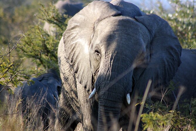 5 Day Kruger National Park tour - Big Five hopes, plus the real value of multiple safari blocks