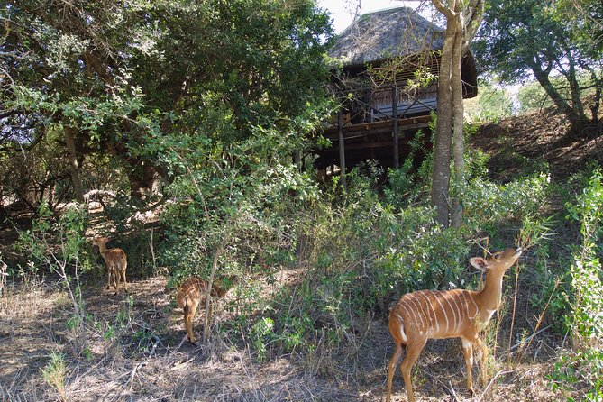 5 Day Lodge and Treehouse Kruger National Park Safari - Kruger in a treehouse, plus Big Five time in the reserves