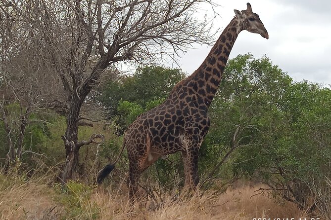 5 Day Ultimate Kruger National Park Budget Accommodation - Lodging and Camping at Kruger Rest Camps, What to Expect