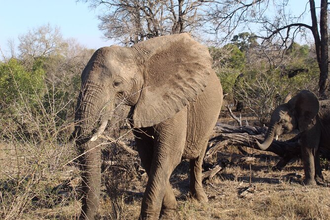 5 Day Ultimate Kruger National Park Budget Accommodation - Who Should Book This Safari, and Who Might Not