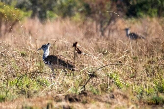 5 Day Ultimate Kruger National Park Budget Accommodation - Day 2 Starts at 5:30 am, Ends Near Sunset