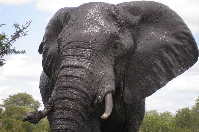 5Days Blyde River Canyon and Kruger National Park Overnight Tour and Safaris - Days 3 and 4 at Skukuza: Early Starts, Big Wildlife Time, and Downtime