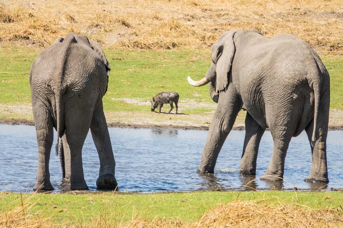 6 Hour Pilanesberg Open Vehicle Safari from Johannesburg - Why Pilanesberg’s crater park layout makes a day safari work