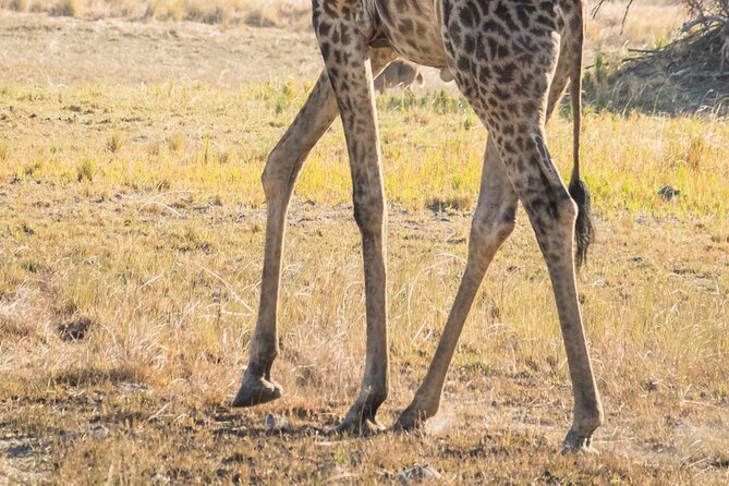 6 Hour Pilanesberg Open Vehicle Safari from Johannesburg - Johannesburg transfers: long day, air-conditioned vehicle, simple rhythm