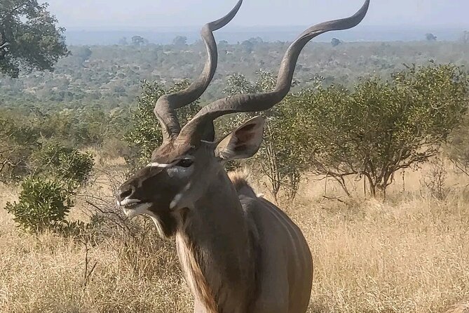 6 Hour Pilanesberg Open Vehicle Safari from Johannesburg - The 3-hour open-vehicle game drive: how to spot more and stress less