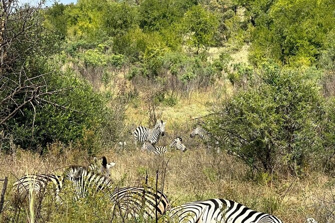 6 Hour Pilanesberg Open Vehicle Safari from Johannesburg - Lunch and comfort: what matters when you’re on a long safari day