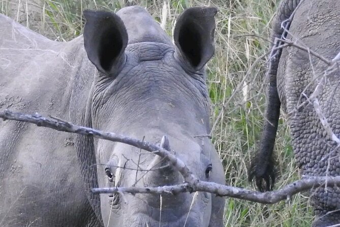 6 Hour Pilanesberg Open Vehicle Safari from Johannesburg - Price and value: what $201.60 gets you in a real safari day