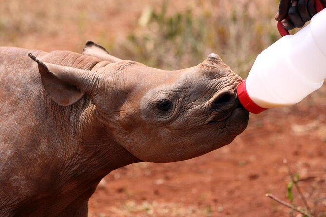 7 Day Classic Kruger National Park Safari - Key highlights I’d circle first