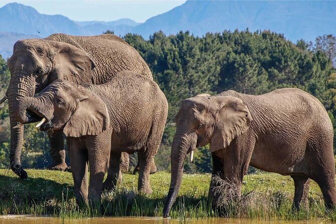 7-Day Garden Route Safari Adventure from Cape Town - Key highlights at a glance