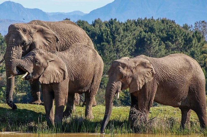 7-Day Garden Route Safari Adventure from Cape Town - Day 3: Trains at Outeniqua Transport Museum, then Cango Caves to Knysna