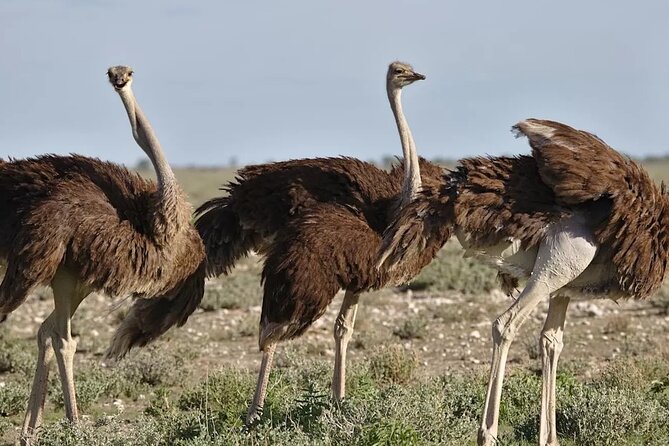 7-Day Garden Route Safari Adventure from Cape Town - Route map in your head: Cape Town, Wilderness, George, Mossel Bay, Oudtshoorn, Knysna, Tsitsikamma