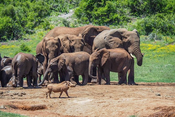 7 Day Garden Route to Addo, Cape Point and Winelands Combo tour - Addo Elephant National Park: the main event, done at the right time