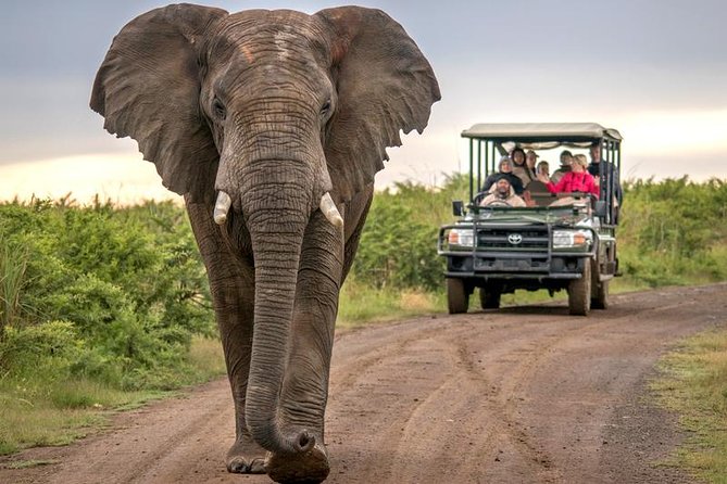 7 Day Garden Route to Addo, Cape Point and Winelands Combo tour - Mossel Bay and Botlierskop: adding one more safari shot near the coast