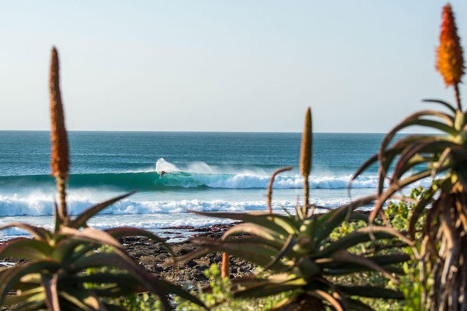 7 Day Garden Route to Addo, Cape Point and Winelands Combo tour - Cape Winelands day tour: at least 3 estates, with tastings and pairing