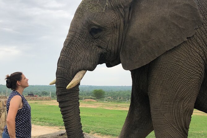 90-minute Elephant Watching Experience in Hoedspruit - Key Highlights Worth Your Morning
