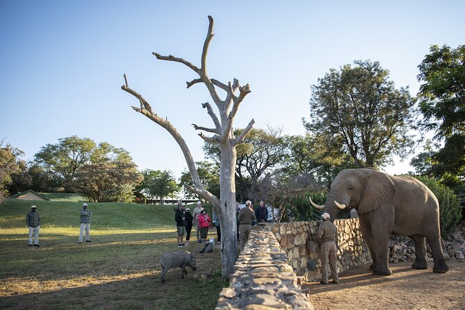 90-minute Elephant Watching Experience in Hoedspruit - Getting There, Timing, and What the Morning Actually Looks Like