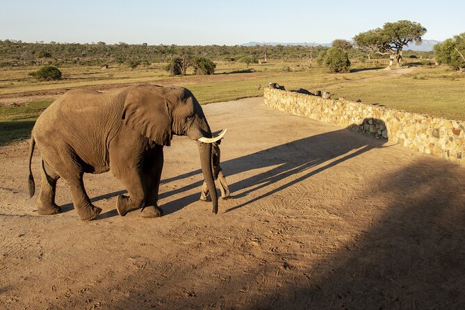 90-minute Elephant Watching Experience in Hoedspruit - Respectful Interaction: The Low Partition and Why It’s a Big Deal