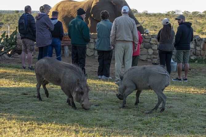 90-minute Elephant Watching Experience in Hoedspruit - Semi-Wild Living and What You’ll Notice About Their Behavior