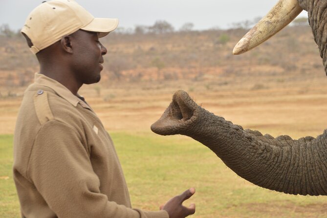 90-minute Elephant Watching Experience in Hoedspruit - The Jabulani Herd Story You’ll Hear While You Watch and Learn