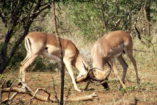 A Full Day Safari Tour to the Hluhluwe Imfolozi Big 5 Game Reserve - 6:00 am start: why the schedule feels long but works