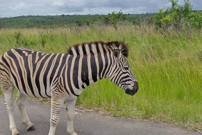 A Full Day Safari Tour to the Hluhluwe Imfolozi Big 5 Game Reserve - Private guide and vehicle: the difference you will feel fast