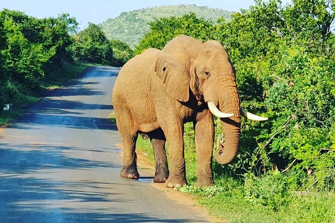 A Full Day Safari Tour to the Hluhluwe Imfolozi Big 5 Game Reserve - Photo opportunities, patience, and staying comfortable