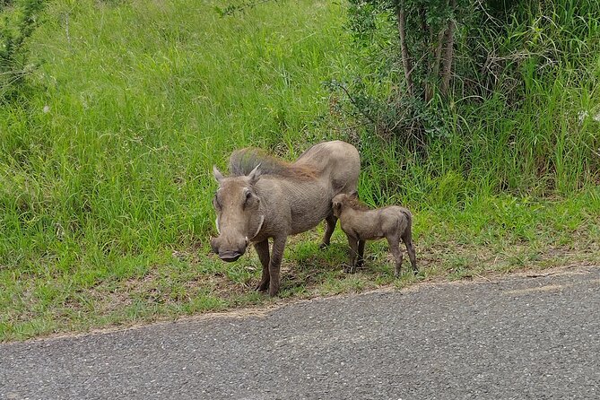 A Full Day Safari Tour to the Hluhluwe Imfolozi Big 5 Game Reserve - Price and value: what you are really paying for