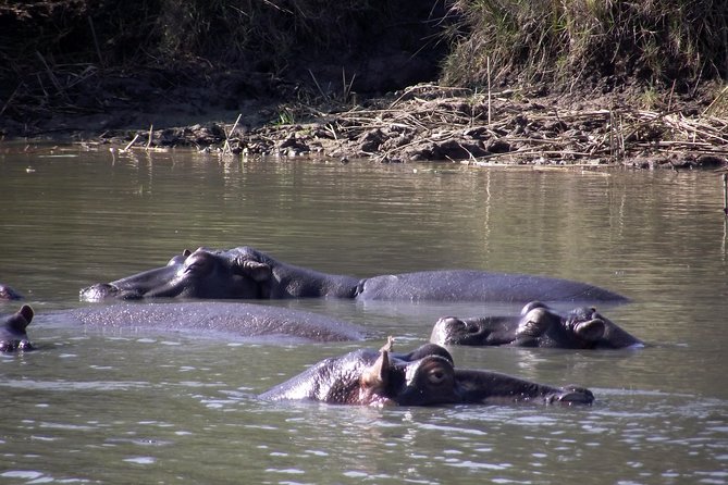 A Full Day Safari Tour to the Hluhluwe Imfolozi Big 5 Game Reserve - Inside Hluhluwe-iMfolozi: what 6 hours of park time really buys you