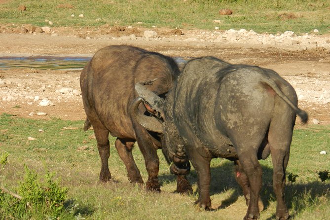 Addo Elephant 5 hour Morning Safari. - Waterholes after 10h00: where elephant and buffalo sightings often rise