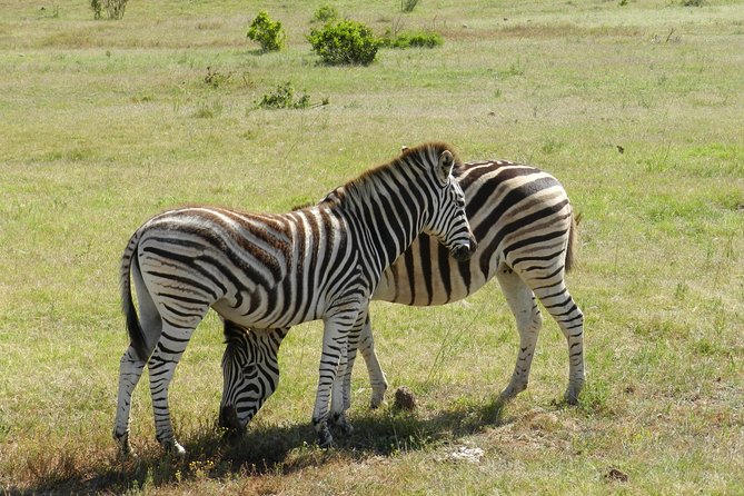 Addo Elephant 5 hour Morning Safari. - Small-group touring, and why the guide matters more than you think