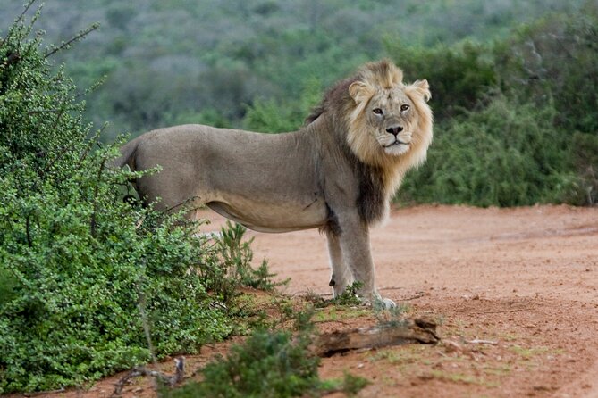 Addo Elephant 5 hour Morning Safari. - What you can expect to see, and what you should not stress about