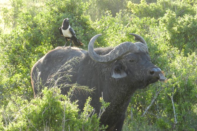 Addo Elephant 5 hour Morning Safari. - Price and value: does $123.65 feel fair for this half-day?