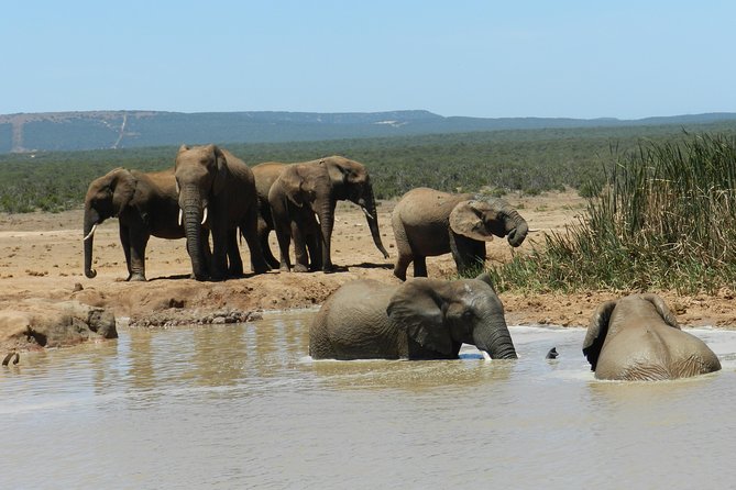 Addo Elephant 5 hour Morning Safari. - The first game drive loop after 08h30: antelope, zebra, and lions