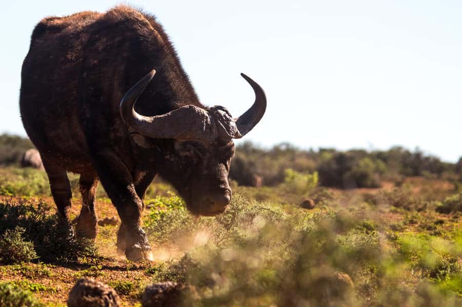 Addo Elephant Full Day Safari / Shore Excursions - Key things worth knowing before you go